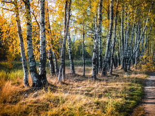 autumn in the forest