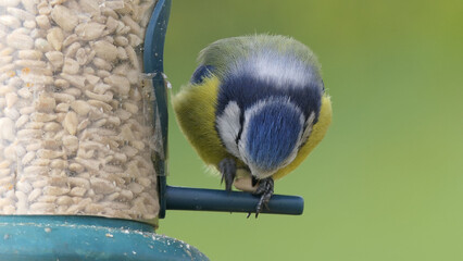 Blue Tit sitting on a bird table in UK