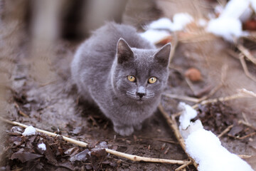 Stray cat sitting on ground in winter