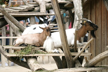 Goats resting on a warm summer day in their enclosure in a petting zoo