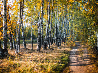 Fototapeta premium autumn in the woods