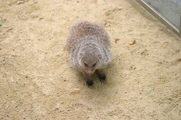 A cute meerkat (Suricata suricatta) posing in its enclosure in a zoo