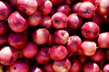 Harvesting apples, a lot of freshly harvested red apples, top view, autumn natural background, Quebec, Canada