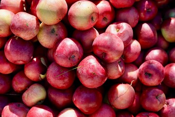 Harvesting apples, a lot of freshly harvested red apples, top view, autumn natural background, Quebec, Canada