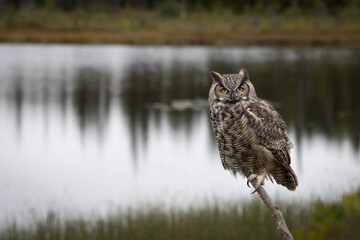 Barn Owl