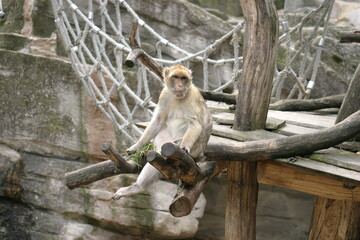 A captive Barbary macaque (Macaca sylvanus), also known as Barbary ape or magot, sitting in its enclosure in a zoo