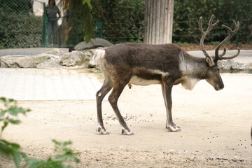 A reindeer (Rangifer taradus) standing in its enclosure in a zoo
