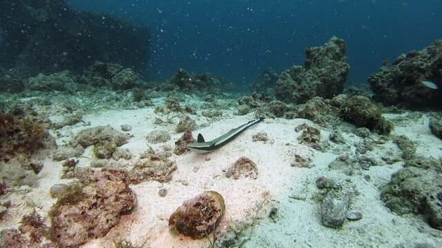 Close Up Of An Injured Live Sharksucker Under The Sea, underwater