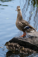 Mallard (Anas platyrhynchos), Lagan River, Belfast, Northern Ireland, UK