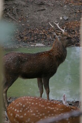 A male and female vietnamese sika deer (Cervus nippon pseudaxis), photographed through the bushes