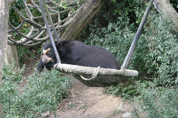 A sad Spectacled bear (Tremarctos ornatus), also known as the Andean bear, Andean short-faced bear or mountain bear and locally as jukumari, ukumari or ukuku, sleeping in its enclosure in a zoo