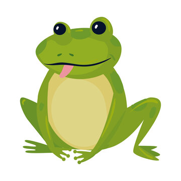 frog cartoon design, Animal zoo life nature and character theme Vector illustration