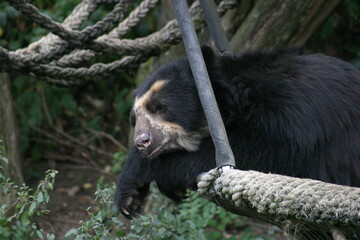 A captive spectacled bear (Tremarctos ornatus) resting in a swing in its enclosure in a zoo