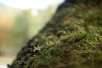 green moss on the tree close up, background
