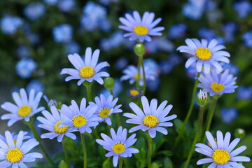 Fototapeta premium blaue Kapaster Blumen Makro Felicia amelloides