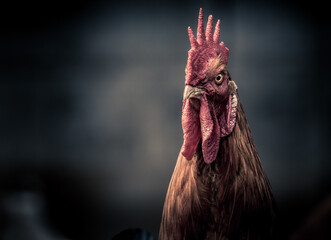 An Angry Looking Rooster