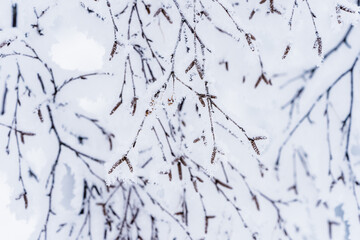 Winter branches of birch.