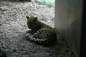 A cute leopard cub (Panthera pardus) resting on the floor of its enclosure in a zoo