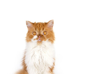 Red fluffy cat on a white isolated background. Scottish long-haired ginger cat.