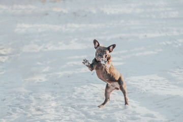 A blue French Bulldog stands on its hind legs in the snow.