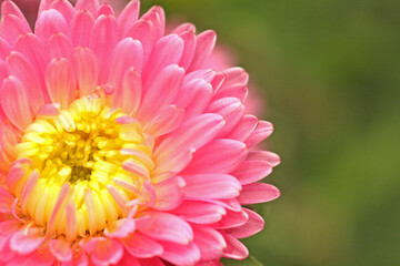 Pink aster with yellow centre on green background