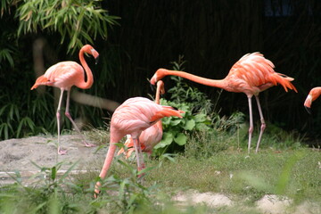 Flamingos in their enclosure in a zoo on a sunny summer day