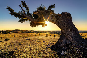 Holm oak tree with long branches in the countryside and sunset on the horizon.
