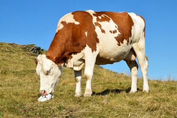 Fototapeta na wymiar Montbeliarde dairy cow in a field licking a salt stone.