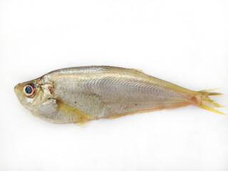 Close up view of Malabar Thryssa ( Malabar Anchovy) isolated on white background.Selective focus.