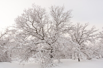 snow-covered trees in the park in winter