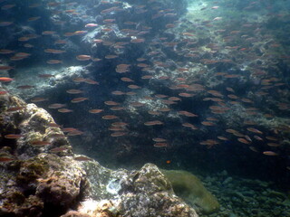 Costa Rica pacific sea life