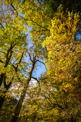 Fototapeta premium autumn leaves