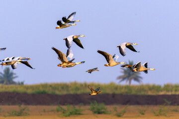 Bar-headed geese in the evening light