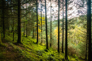 morning in the forest