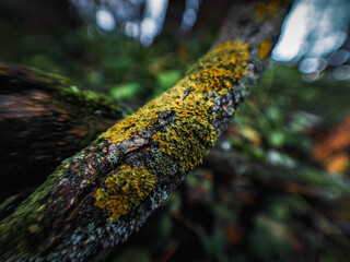 moss on tree trunk