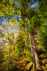 autumn in the forest