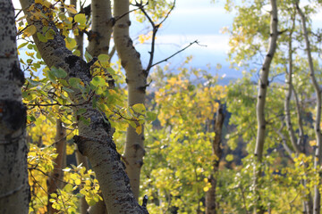 Aspen Trees in Autumn 