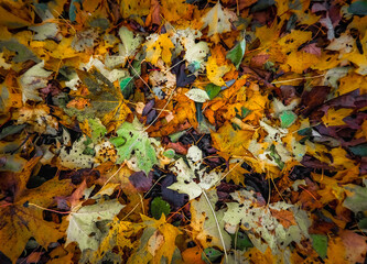 autumn leaves background