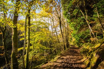 path in the forest