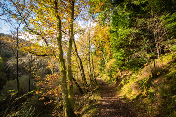 Fototapeta premium path in the forest