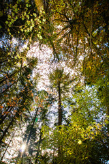 autumn in the forest