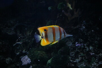 A butterfly fish swimming in its tropical, salt-water aquarium