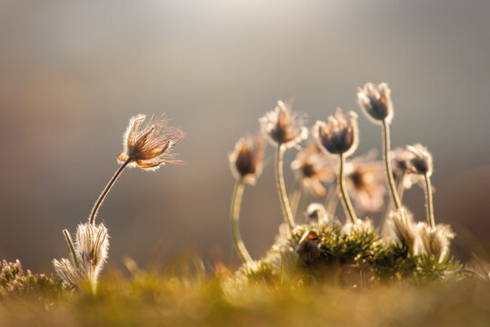 Withering greater pasque flowers (pulsatilla grandis) in the late afternoon light.