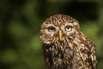 little owl (Athene noctua) portait close up