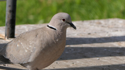 Collared Dove at a bird table in UK
