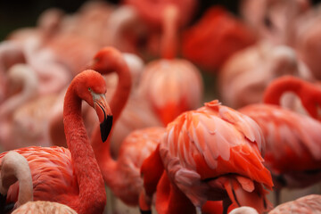 American flamingo (Phoenicopterus ruber) close-up view into the middle of a flock of red birds © michal