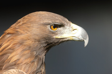 female golden eagle (Aquila chrysaetos) detail head portrait
