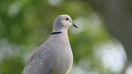 Collared Dove in a wood in UK