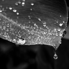 gota de lluvia en una planta, Tesoro Chiquito, La Taña, Franja Transversal del Norte ,...
