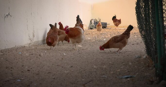 animal, animals, bird, brown, chick, chicken, chicken coop, chicken farm, cock, consumption, cute, domestic, eat up, eating, eco, egg, egg-laying, environment, farm, farm house, farming, farmyard, fea
